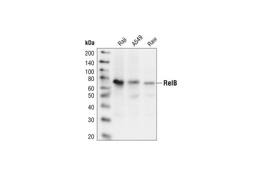 Western blot analysis of extracts from Raji, A549 and Raw 264.7 cells using RelB Antibody.