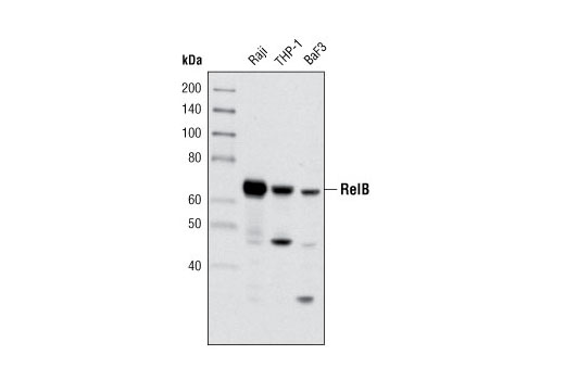 Western blot analysis of extracts from Raji, THP-1 and BaF3 cells using RelB (C1E4) Rabbit mAb.