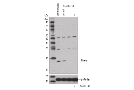 Western blot analysis of extracts from A549 cells, untransfected, transfected with 100 nM SignalSilence ® Control siRNA (Unconjugated) #6568 (-), SignalSilence ® Rheb siRNA I #14267 (+), or SignalSilence ® Rheb siRNA II #14284 (+), using Rheb (E1G1R) Rabbit mAb (upper) and β-Actin (D6A8) Rabbit mAb #8457 (lower). The Rheb (E1G1R) Rabbit mAb confirms silencing of Rheb expression, while the β-Actin (D6A8) Rabbit mAb is used as a loading control.