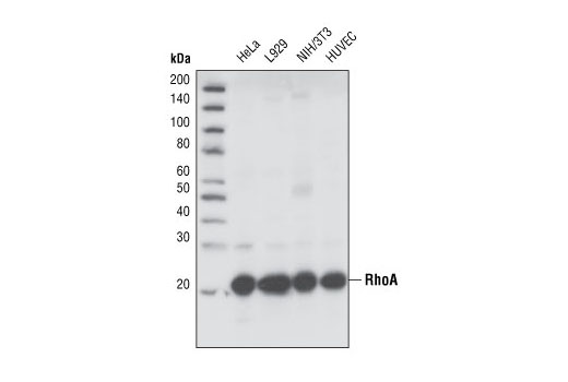 Western blot analysis of extracts from various cell lines, using RhoA (67B9) Rabbit mAb.