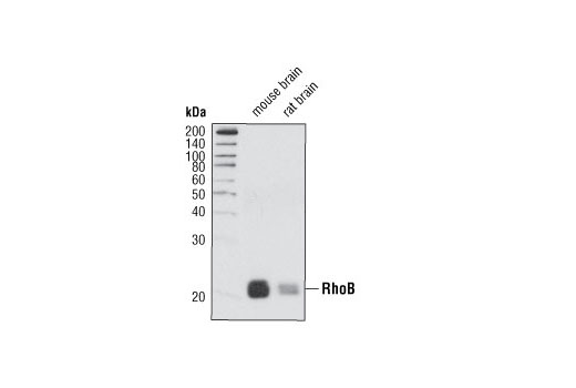 Western blot analysis of extracts from mouse and rat brain tissue using RhoB Antibody.
