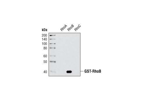Western blot analysis of recombinant GST-tagged RhoA, RhoB and RhoC using RhoB Antibody.