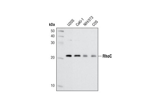 Western blot analysis of extracts from various cell types using RhoC (D40E4) Rabbit mAb.