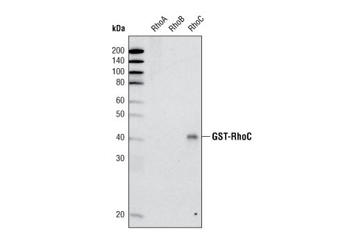 Western blot analysis of recombinant GST-tagged RhoA, RhoB and RhoC using RhoC (D40E4) Rabbit mAb.