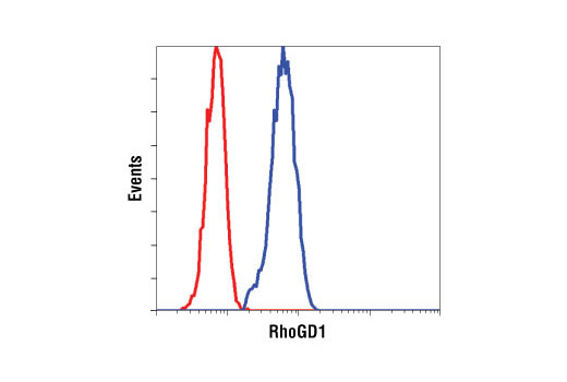 Flow cytometric analysis of HeLa cells, using RhoGDI Antibody (blue) compared to a nonspecific negative control antibody (red).