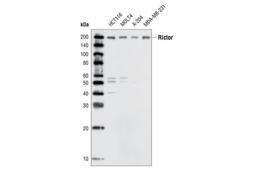 Western blot analysis of extracts from various cell lines, using Rictor Antibody.