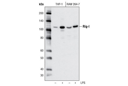 Western blot analysis of differentiated THP-1 and RAW 264.7 cells, untreated or LPS-treated (1 ug/ml, overnight), using Rig-I (D14G6) Rabbit mAb.