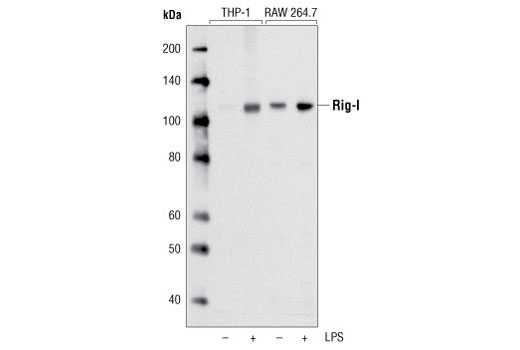 Western blot analysis of differentiated THP-1 and RAW 264.7 cells, untreated or LPS-treated (1 μg/ml, overnight), using Rig-I (D33H10) Rabbit mAb.