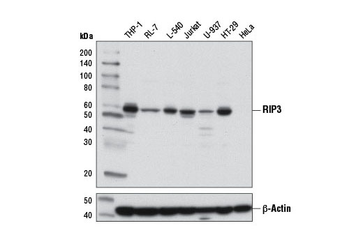Western blot analysis of extracts from various cell lines using RIP3 (E1Z1D) Rabbit mAb (upper) and β-Actin (D6A8) Rabbit mAb #8457 (lower).