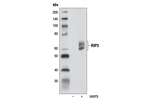 Western blot analysis of extracts from 293T cells, mock transfected (-) or transfected with a construct expressing full-length human RIP3 protein (hRIP3; +), using RIP3 (E1Z1D) Rabbit mAb.