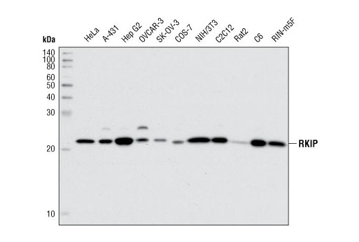 Western blot analysis of extracts from various cell lines using RKIP (G38) Antibody.