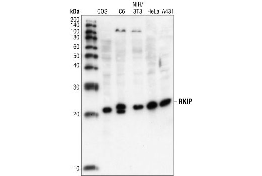 Western blot analysis of extracts from COS, C6, NIH/3T3, HeLa and A431 cells, using RKIP Antibody.