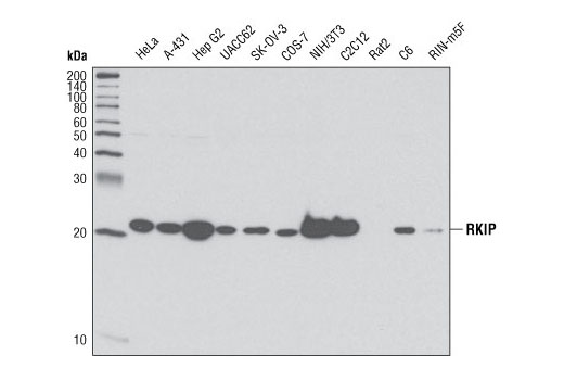 Western blot analysis of extracts from various cell lines using RKIP (V177) Antibody.