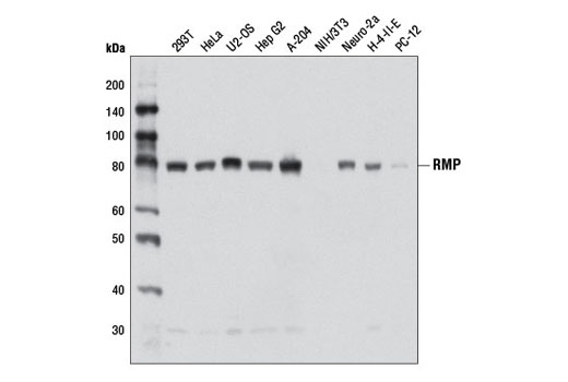 Western blot analysis of extracts from various cell lines using RMP Antibody.