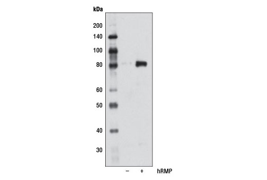 Western blot analysis of extracts from COS-7 cells, either mock transfected (-) or transfected with human RMP encoding transcript variant 1 (+), using RMP Antibody.