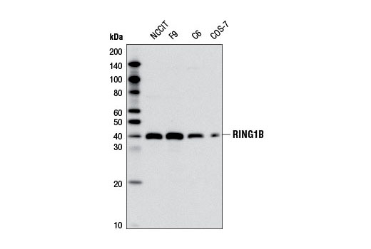 Western blot analysis of extracts from various cell lines using RING1B (D22F2) XP ® Rabbit mAb.