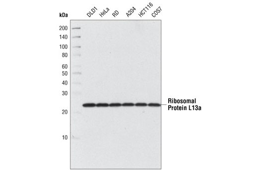 Western blot analysis of extracts from various cell types using Ribosomal Protein L13a Antibody.