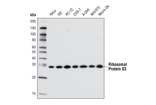 Western blot analysis of extracts from various cell types using Ribosomal Protein S3 (D50G7) XP ® Rabbit mAb.