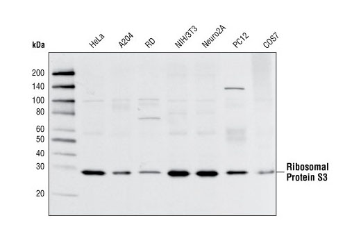 Western blot analysis of extracts from various cell types using Ribosomal Protein S3 Antibody.