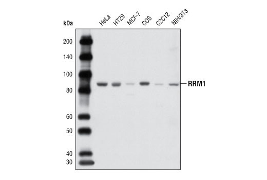 Western blot analysis of extracts from various cell types using RRM1 Antibody.