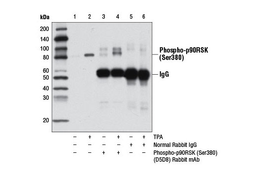 Immunoprecipitation of p90RSK from HeLa cell extracts, serum starved overnight and untreated (-) or treated with TPA #4174 (200 nM, 15 min; +), using Normal Rabbit IgG #2729 (lanes 5 and 6) or Phospho-p90RSK (Ser380) (D5D8) Rabbit mAb (lanes 3 and 4). Lanes 1 and 2 are 10% input. Western blot analysis was performed using Phospho-p90RSK (Ser380) Antibody #9341.