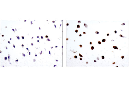 Immunohistochemical analysis of paraffin-embedded HeLa cell pellets, untreated (left) or treated with TPA #4174 (right), using Phospho-p90RSK (Ser380) (D3H11) Rabbit mAb.