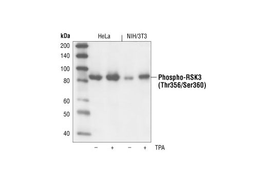 Western blot analysis of extracts from HeLa and NIH/3T3 cells, untreated or TPA-treated, using Phospho-RSK3 (Thr356/Ser360) Antibody.