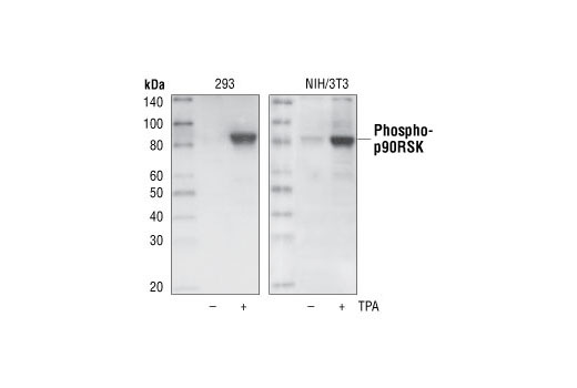 Western blot analysis of extracts from untreated or TPA-treated 293 and NIH/3T3 cells using Phospho-p90RSK (Ser380) (9D9) Rabbit mAb.