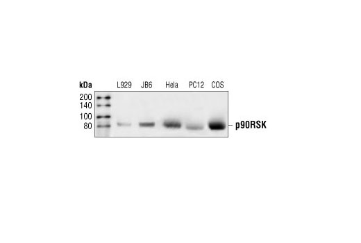 Western blot analysis of extracts from L929, JB6, HeLa, PC12 and COS cells, using RSK1/RSK2/RSK3 Antibody.