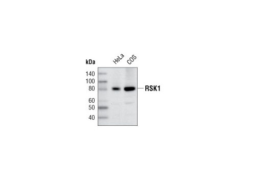 Western blot analysis of extracts from HeLa and COS cells using RSK1 Antibody.