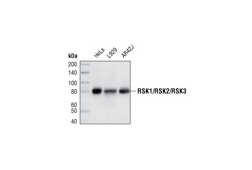 Western blot analysis of extracts from HeLa, L929 and AR42J cells, using RSK1/RSK2/RSK3 (32D7) Rabbit mAb.