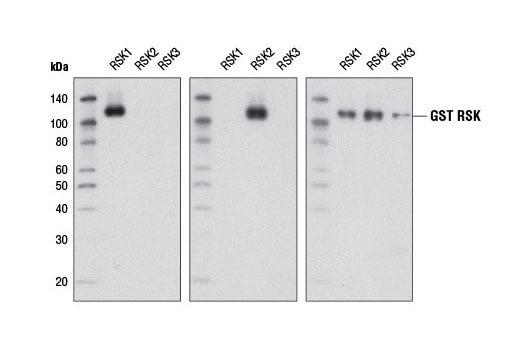 Western blot analysis of recombinant GST-tagged RSK1, RSK2, and RSK3 (2 μg each) using RSK1 (D6D5) Rabbit mAb #8408 (left panel), RSK2 (D21B2) XP ® Rabbit mAb #5528 (center panel), or GST (91G1) Rabbit mAb #2625 (right panel).