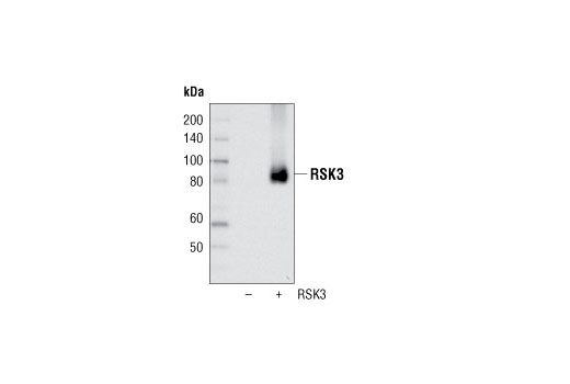 Western blot analysis of extracts from COS cells, untransfected or transfected with RSK3, using RSK3 Antibody.