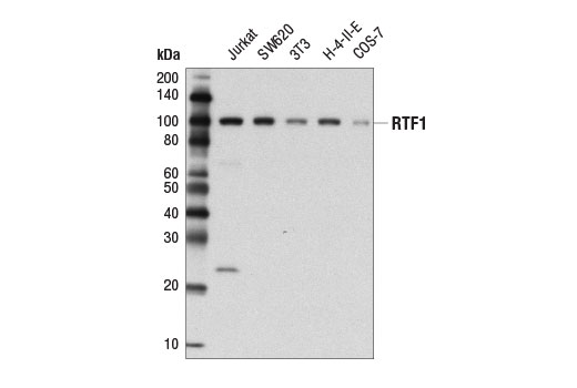 Western blot analysis of extracts from various cell lines using RTF1 (D7V3W) Rabbit mAb.