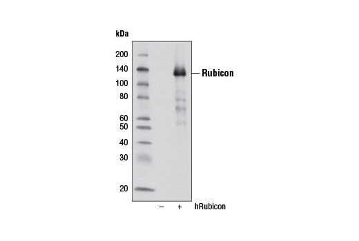 Western blot analysis of extracts from 293T cells, mock transfected (-) or transfected with human Rubicon (hRubicon, +), using Rubicon (D8B2) Rabbit mAb. Rubicon construct was kindly provided by Dr. Qing Zhong, University of California, Berkeley, CA.