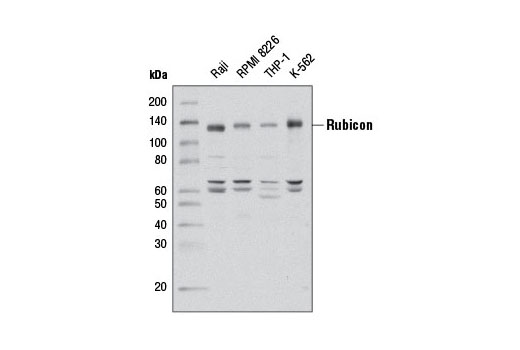 Western blot analysis of extracts from various cell lines using Rubicon (D8B2) Rabbit mAb.