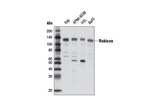 Western blot analysis of extracts from various cell lines using Rubicon (D9F7) Rabbit mAb.