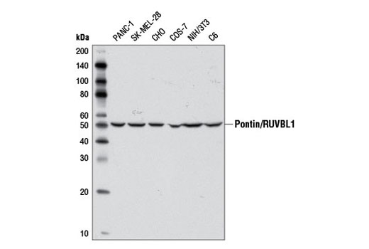 Western blot analysis of extracts from various cell lines using Pontin/RUVBL1 Antibody.