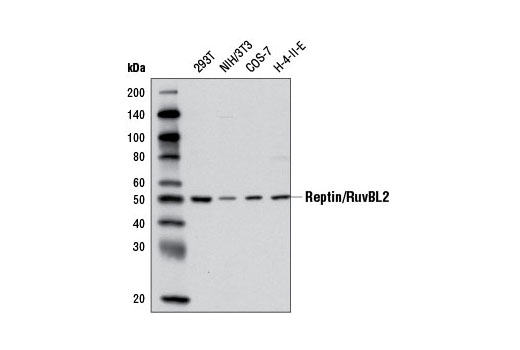 Western blot analysis of extracts from various cell lines using Reptin/RuvBL2 Antibody.