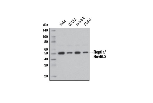 Western blot analysis of extracts from various cell lines using Reptin/RuvBL2 (D8N3J) Rabbit mAb.
