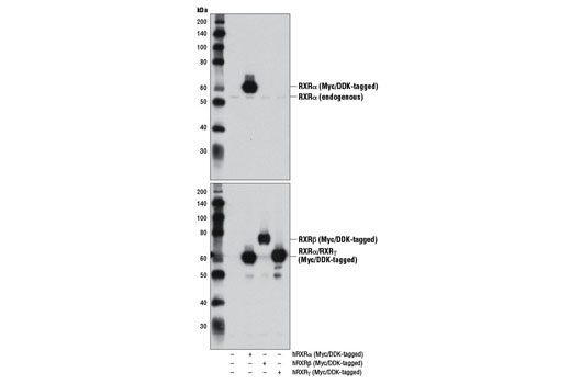 Western blot analysis of extracts from 293T cells, either mock transfected (-) or transfected with Myc/DDK-tagged cDNA expression constructs encoding full-length human RXRα (hRXRα; +), RXRβ (hRXRβ; +), or RXRγ (hRXRγ; +), using RXRα (D6H10) Rabbit mAb (upper) and DYKDDDDK Tag Antibody (Binds to same epitope as Sigma's Anti-FLAG ® M2 Antibody) #2368 (lower).