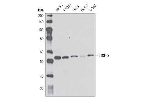 Western blot analysis of extracts from various cell lines using RXRα Antibody.