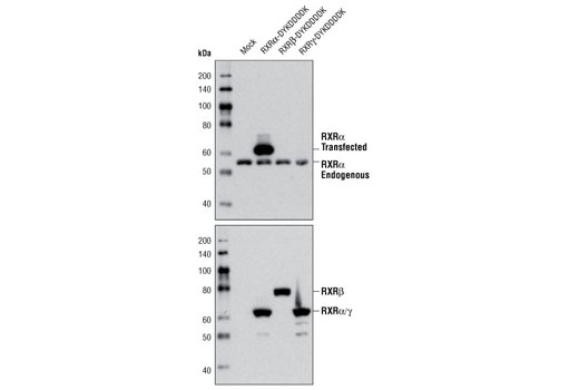 Western blot analysis of extracts from 293T cells, mock transfected or transfected with human RXRα, RXRβ, RXRγ DYKDDDDK tagged constructs, using RXRα Antibody (upper) and DYKDDDDK Tag Antibody (Binds to same epitope as Sigma's Anti-FLAG ® M2 Antibody) #2368 (lower).