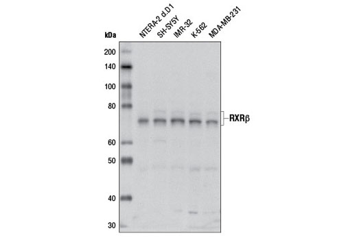 Western blot analysis of extracts from various cell lines using RXRβ Antibody.