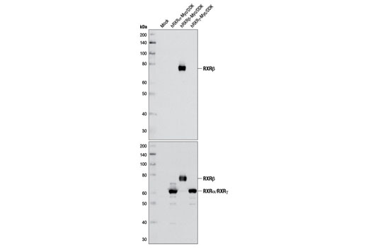 Western blot analysis of extracts from 293T cells, either mock-transfected or transfected with a Myc/DDK-tagged cDNA expression construct encoding full-length human RXRα, RXRβ, and RXRγ, using RXRβ Antibody (upper) or DYKDDDDK Tag Antibody (Binds to same epitope as Sigma's Anti-FLAG ® M2 Antibody) #2368 (lower).