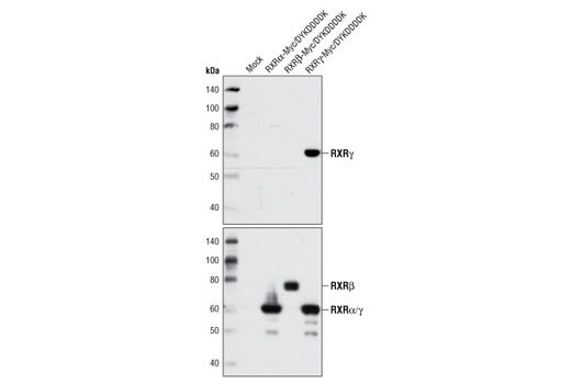 Western blot analysis of extracts from 293T cells, either mock transfected or transfected with human RXRα, RXRβ, or RXRγ DYKDDDK-tagged constructs, using RXRγ Antibody (upper) and DYKDDDK Tag Antibody (Binds to same epitope as Sigma's Anti-FLAG ® M2 Antibody) #2368 (lower).