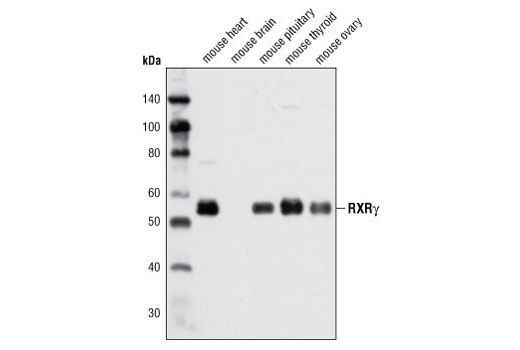 Western blot analysis of extracts from various tissues using RXRγ Antibody.