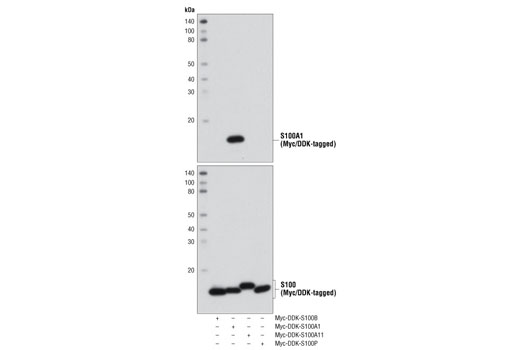 Western blot analysis of recombinant, purified S100 family proteins (50 ng) using S100A1 Antibody (upper) or Myc-Tag (71D10) Rabbit mAb #2278 (lower).
