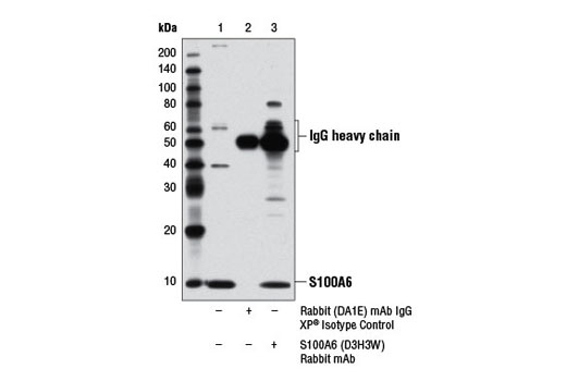 Immunoprecipitation of S100A6 from COS-7 cell extracts using Rabbit (DA1E) mAb IgG XP ® Isotype Control #3900 (lane 2) or S100A6 (D3H3W) Rabbit mAb (lane 3). Lane 1 is 10% input. Western blot analysis was performed using S100A6 (D3H3W) Rabbit mAb.