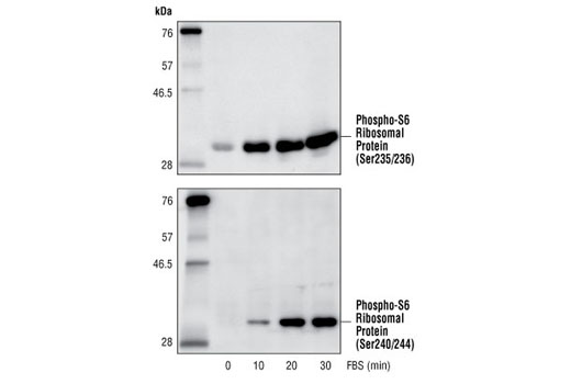 Western blot analysis of extracts from 293 cells, untreated or treated with 20% FBS for the indicated time, using Phospho-S6 Ribosomal Protein (Ser235/236) Antibody #2211 (upper) and Phospho-S6 Ribosomal Protein (Ser240/244) Antibody #2215 (lower).